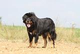 DOGUE DU TIBET 019